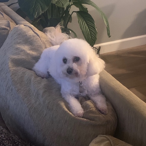 Meet your Posher, Lauren - Picture 1 of 1